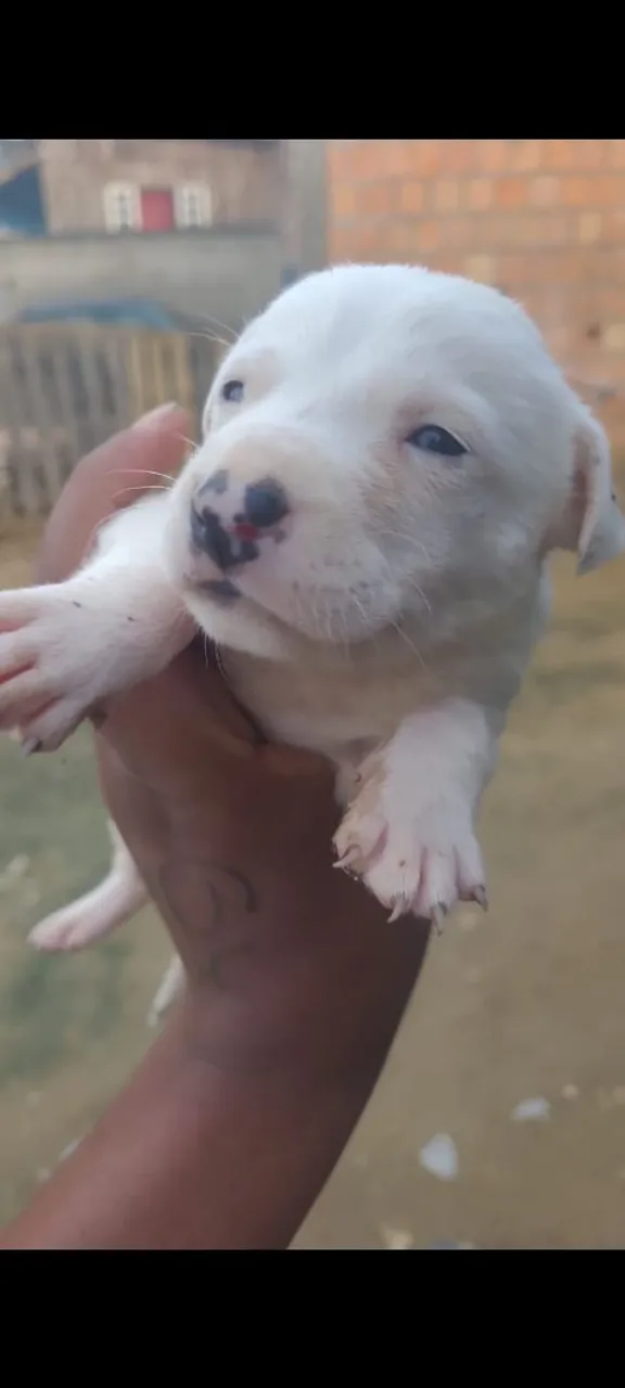 Pit Bull REd nose