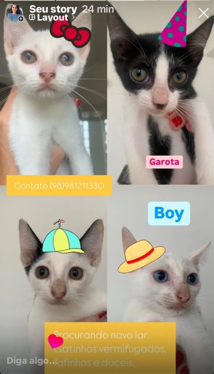 Gatinhos fofinhos e dóceis para adoção