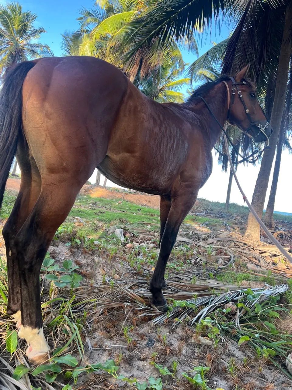 Cavalo quarto de milha - Foto 4