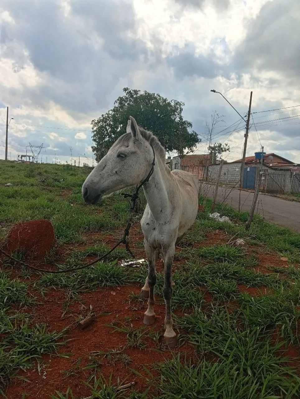 Vendo por 1.500,00 ou troco por bezerra, interessadod só me chamar no ZAP. - Foto 2