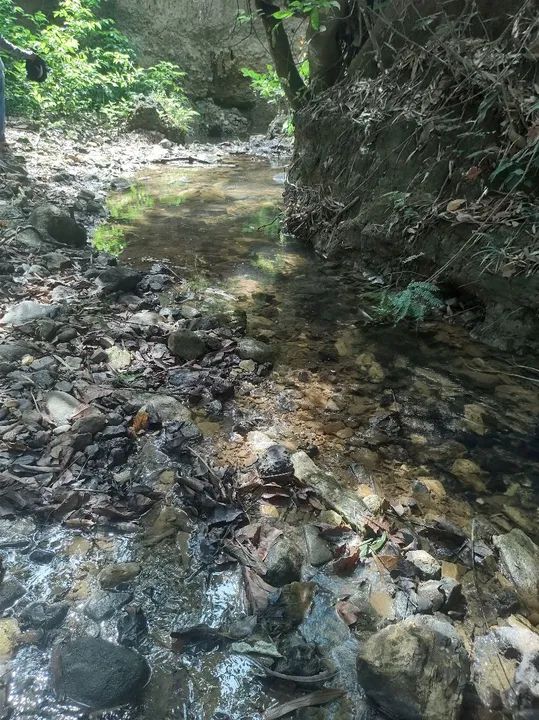 Sítio com rio e natureza exuberante - Foto 2