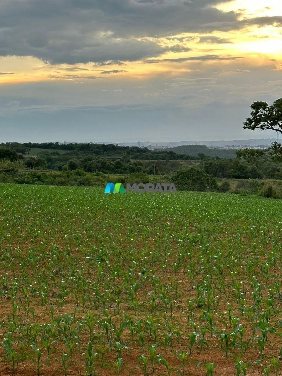 FAZENDA Á VENDA - 100 HECTARES - ARCOS (MG) - Foto 2