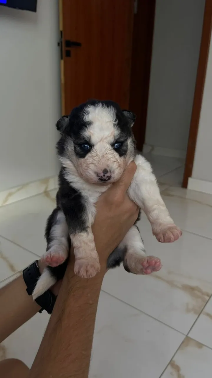 Filhote Fêmea - Husky Siberiano Puro