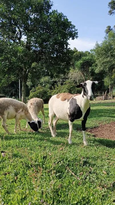 Venda de carneiros raça dorper com Santa Inês  - Foto 2