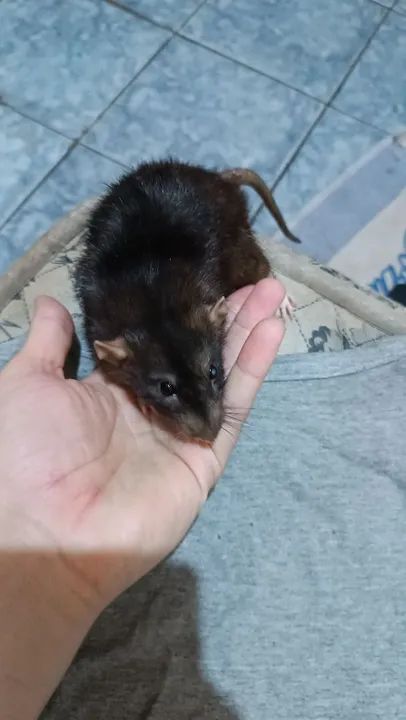 Doação ratos Twister adultos  - Foto 2