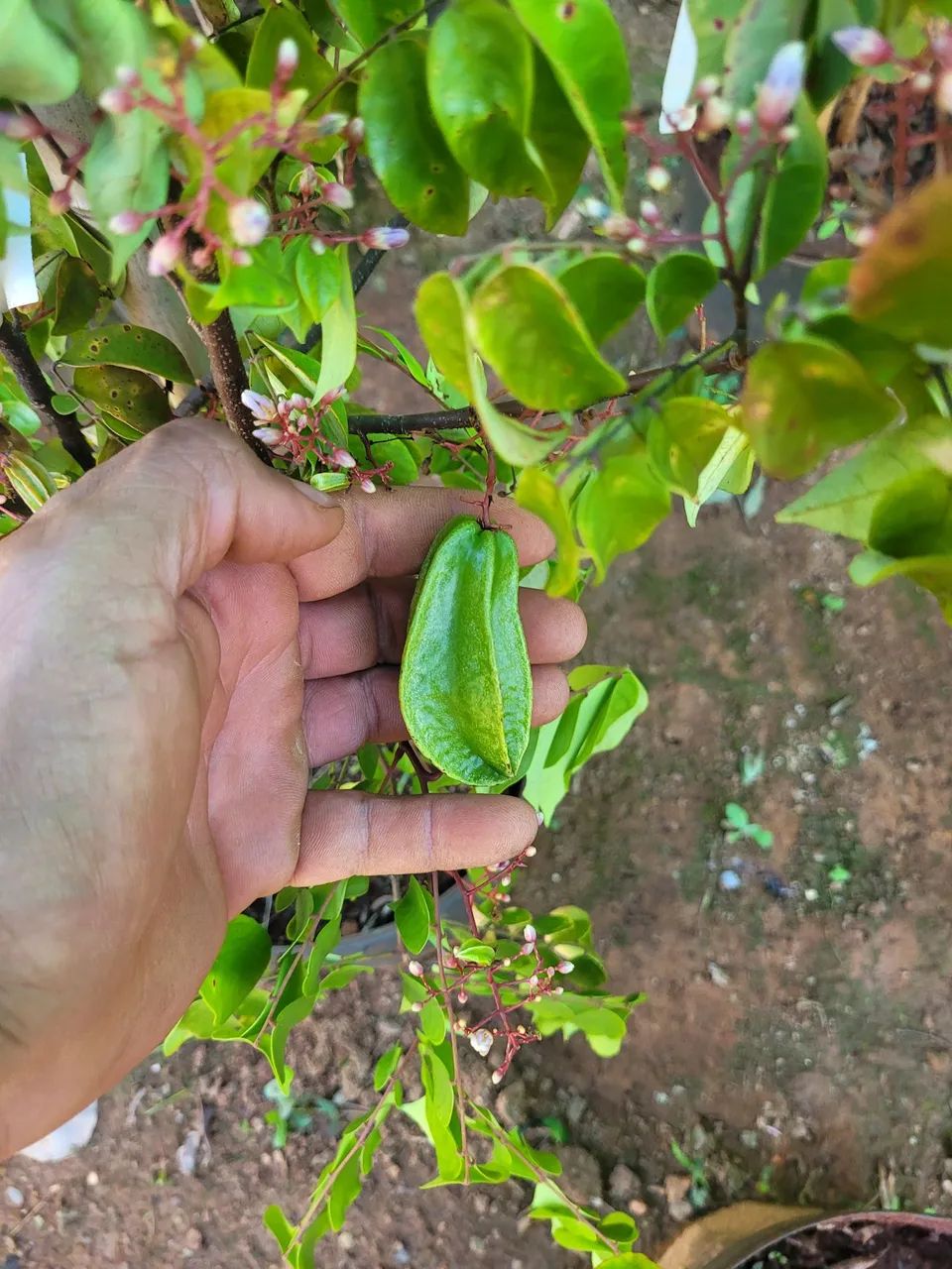 Muda de planta frutífera - Foto 5