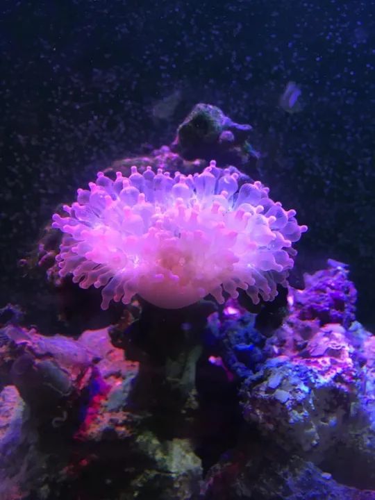 Aquário BOYU 80L completo