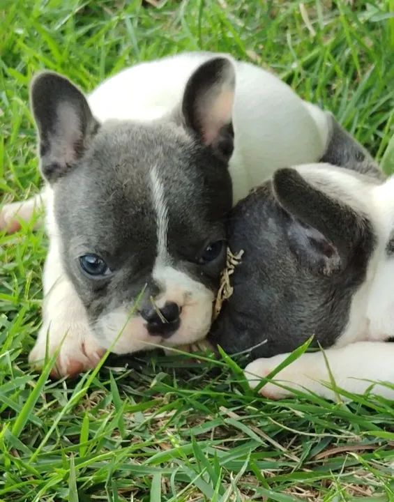 Filhote de Bulldog Francês - Foto 4