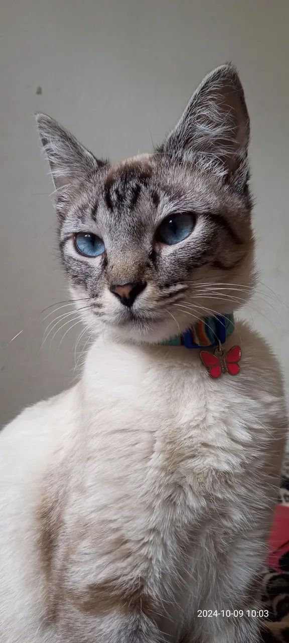 Gatinha branca de olhos azuis - disponível para adoção - Foto 2