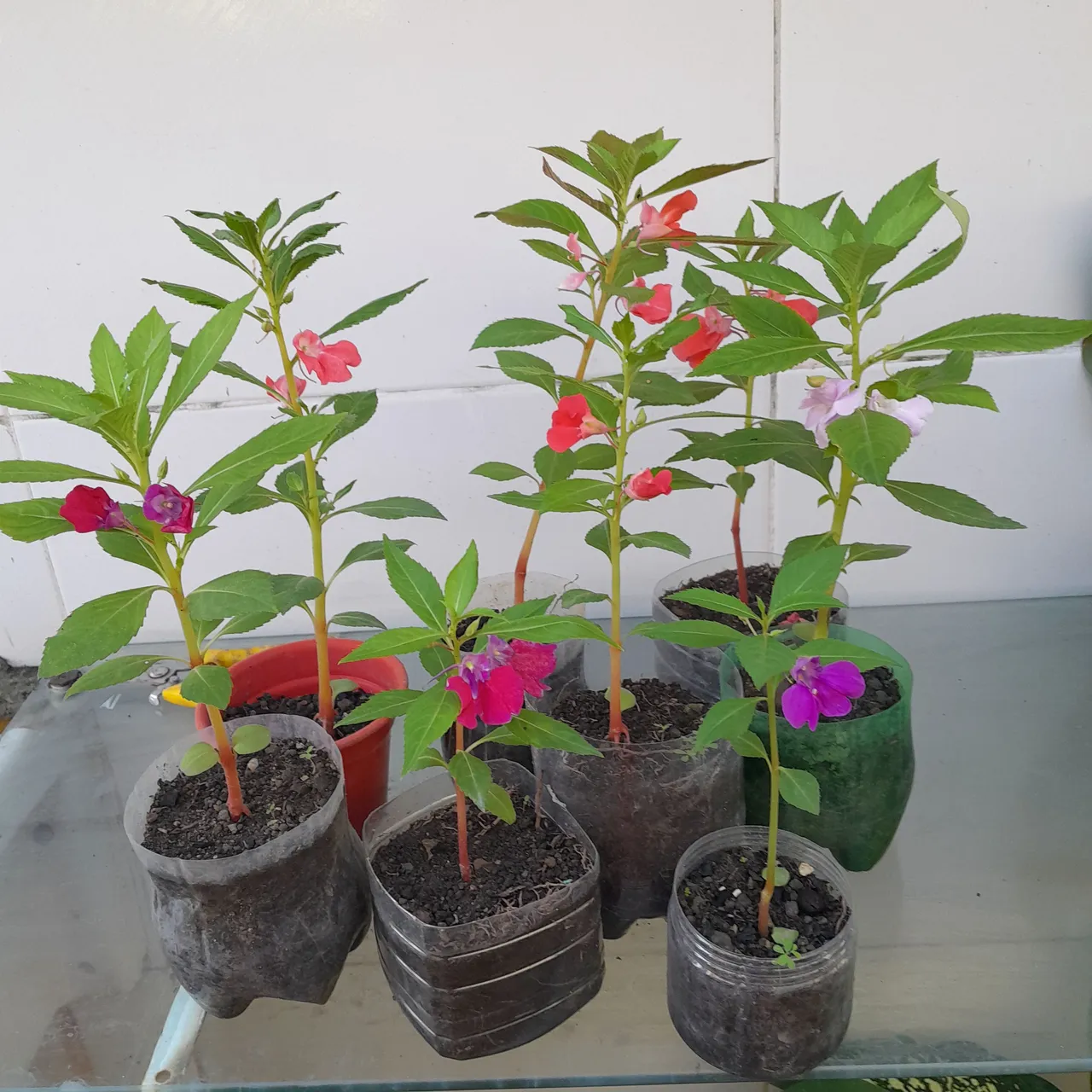 Mudas de Balsamina Floridas - Cores Vibrantes