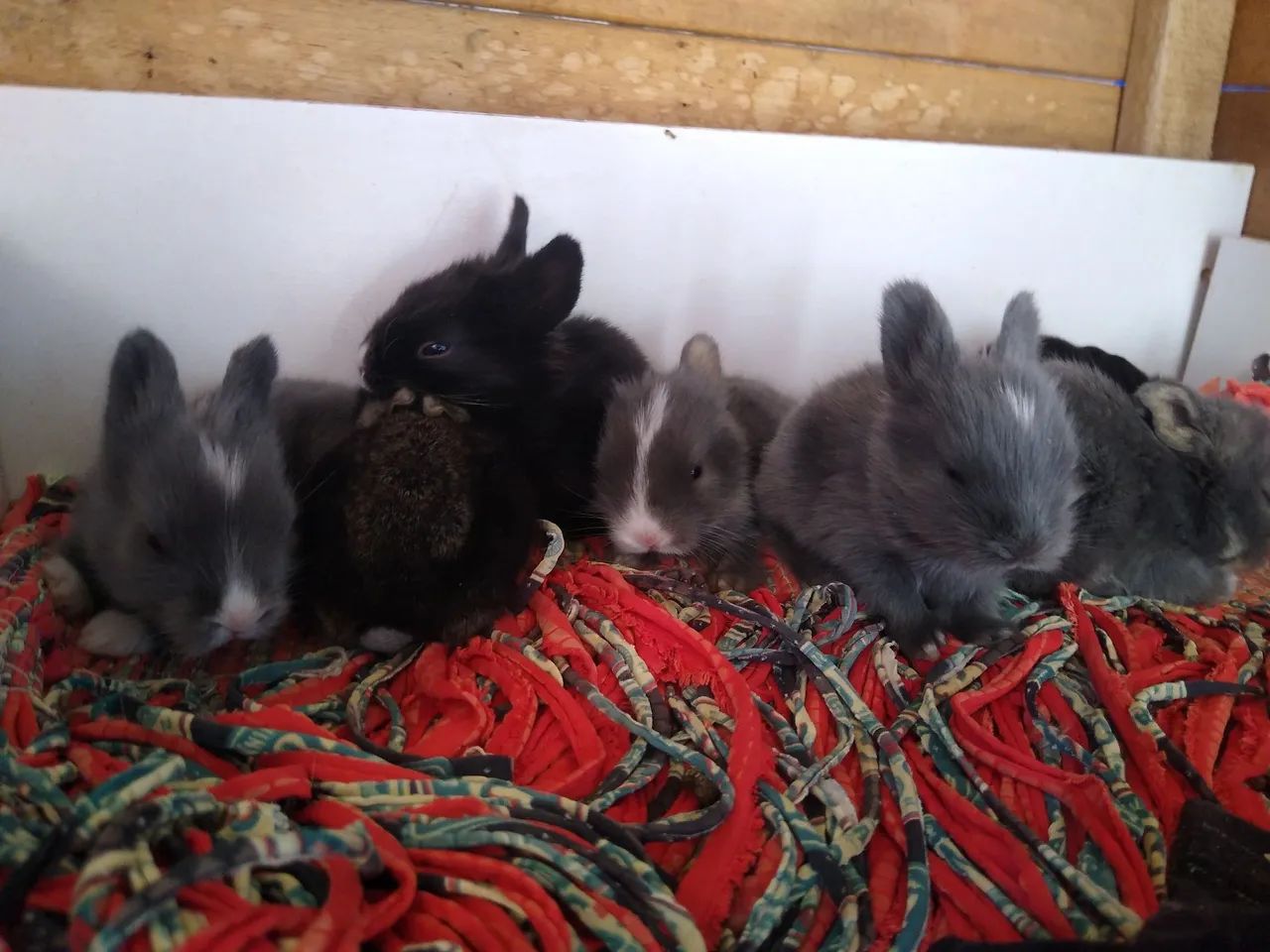 Coelhos64304356261251124