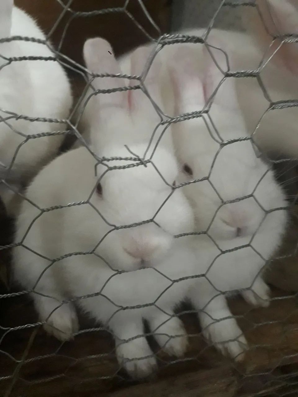 Coelhos brancos fofinhos para venda