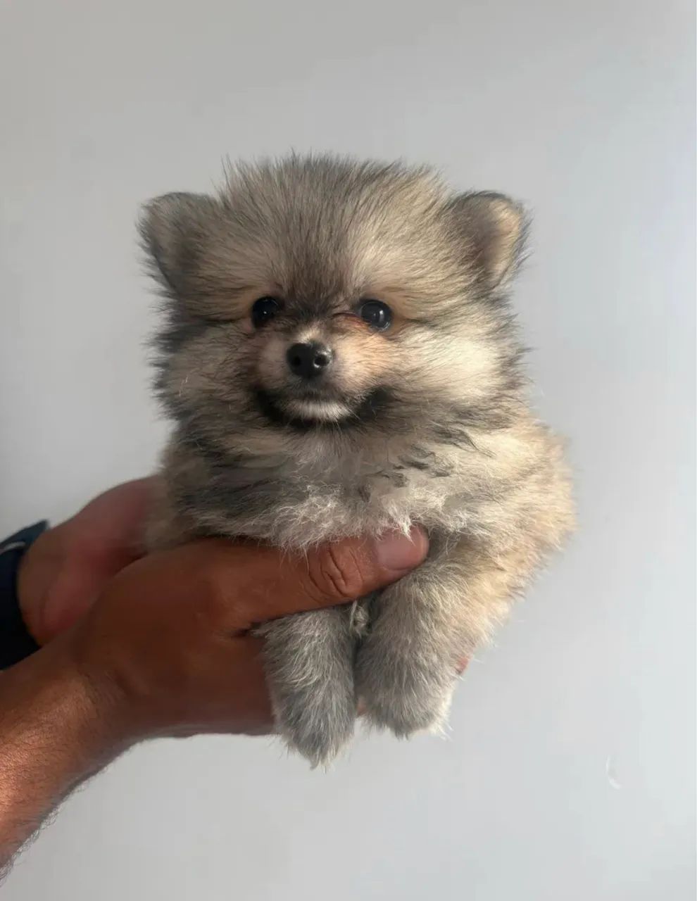 Spitz alemão ( restam apenas 2, um macho e uma fêmea  - Foto 5