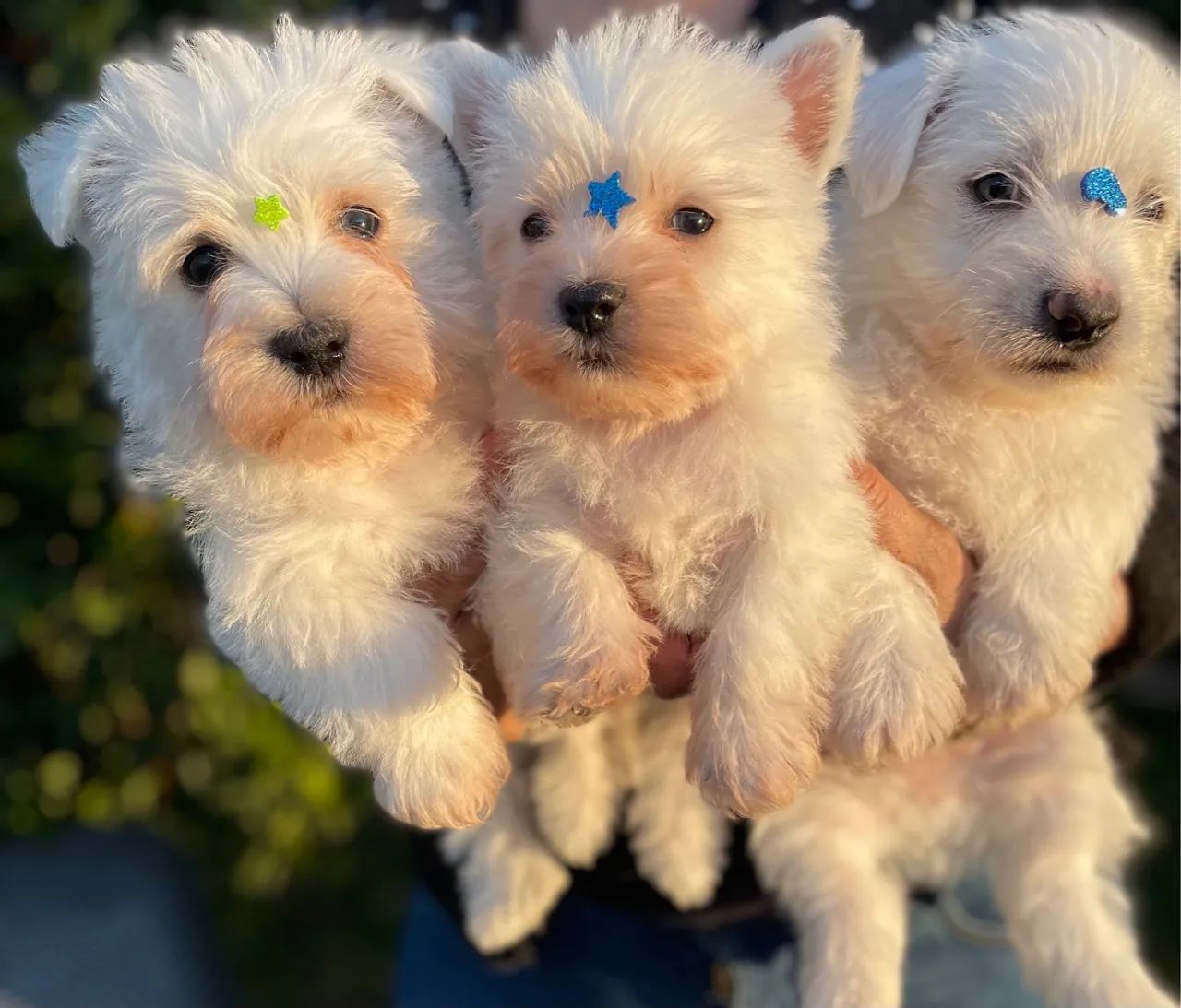 West Highland White Terrier - Foto 3