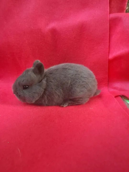 Coelhos Mini e anões importados  - Foto 5