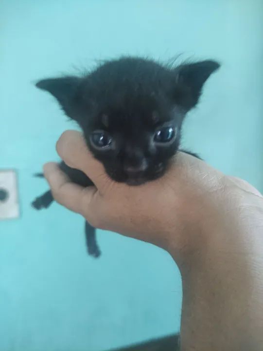 Gatinho preto lindo e fofinho para adoção - Foto 3