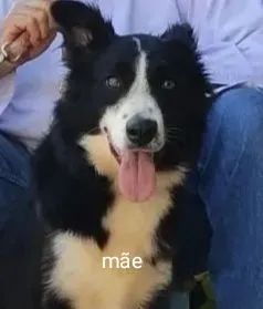 Filhotes Border Collie Reserva - Foto 4