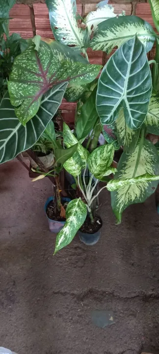 Planta comigo ninguém pode