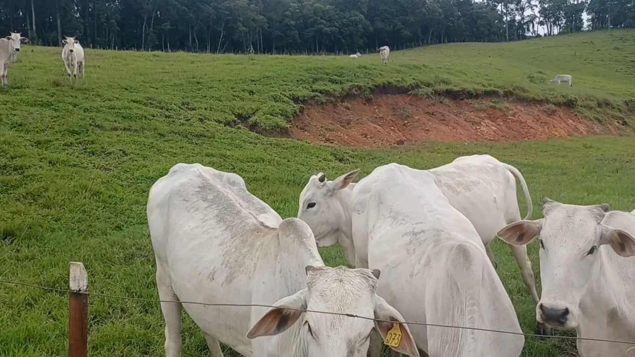 Novilhas Nelore  - Foto 3