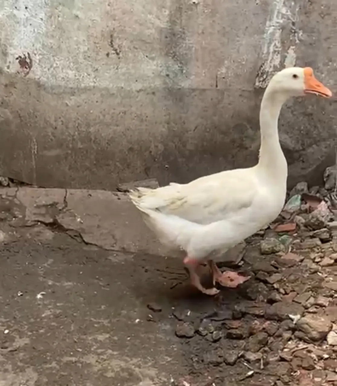 Ganso branco!