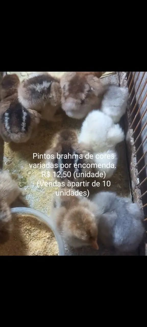 Pintos Brahma 
