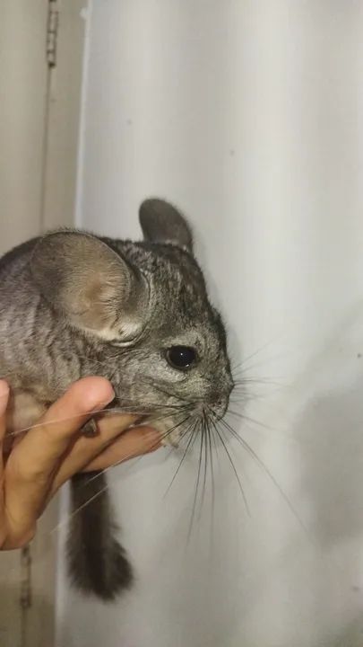 2 chinchilas com gaiola  - Foto 3