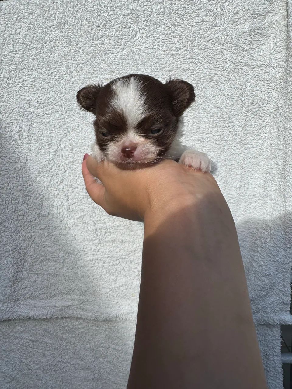 Chihuahua Machos - Foto 4