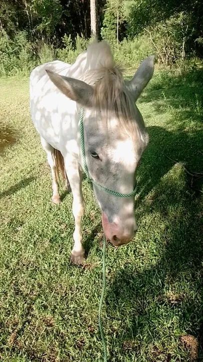 Paint horse puro  - Foto 4