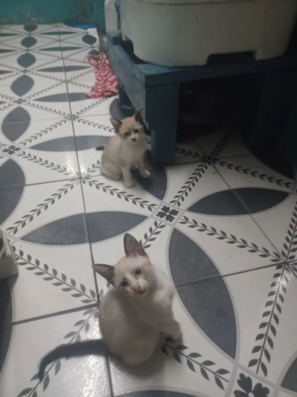Dois gatinhos fofinhos para adoção