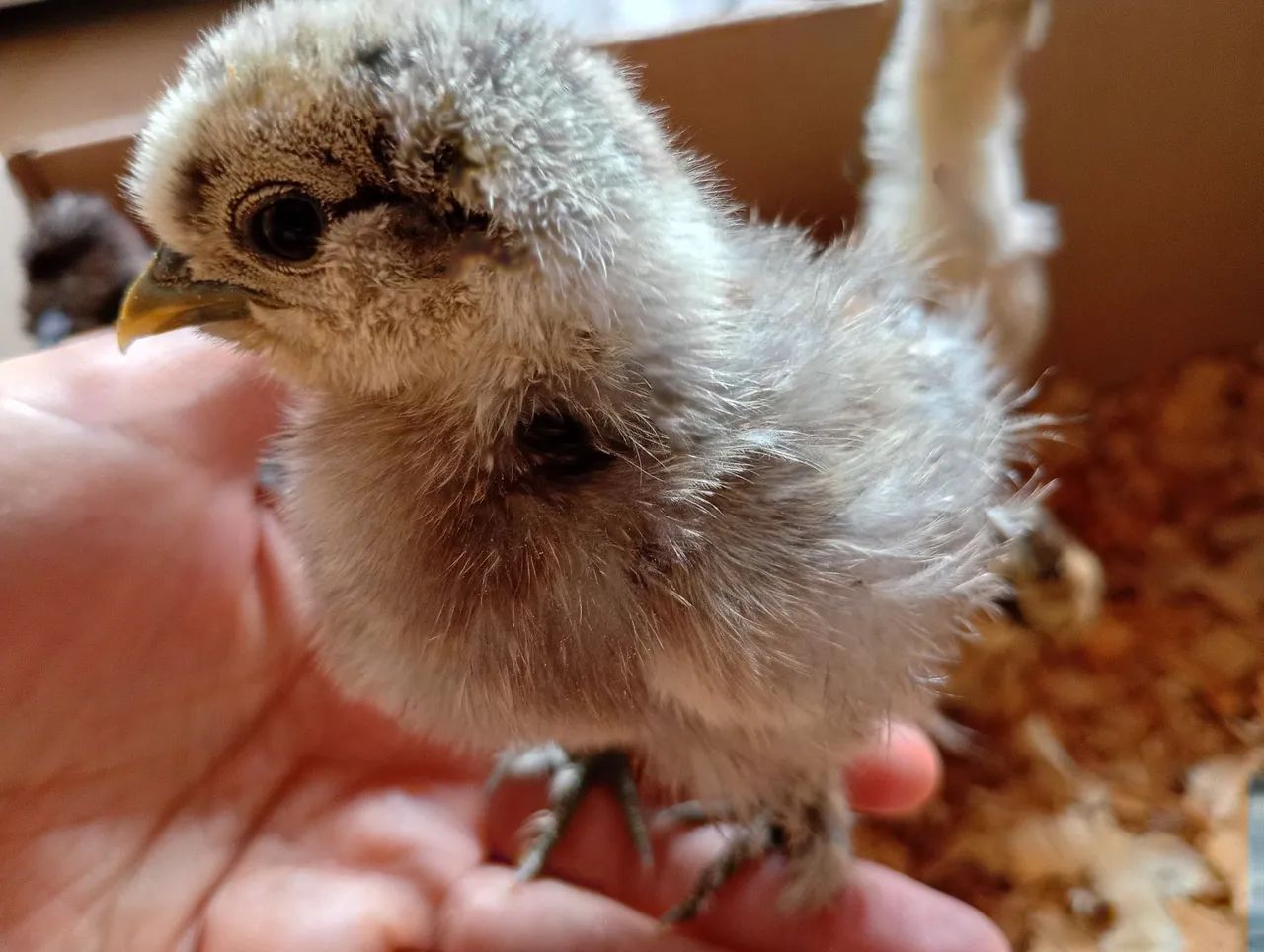 Pintinho de galinha sedosa (Silkie) 