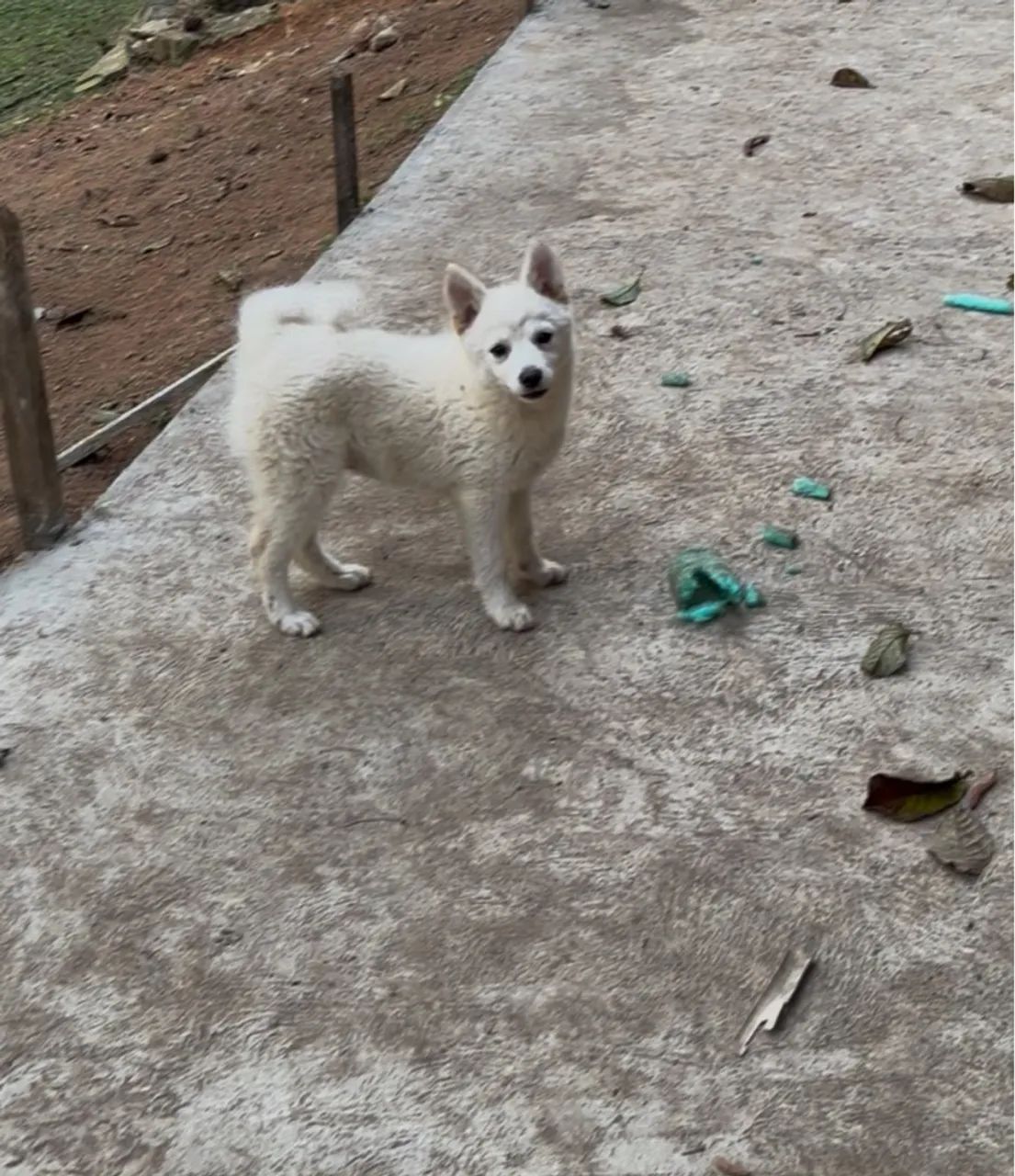 Filhote de Pomsky Fêmeas Cachorros Eldorado, São Paulo