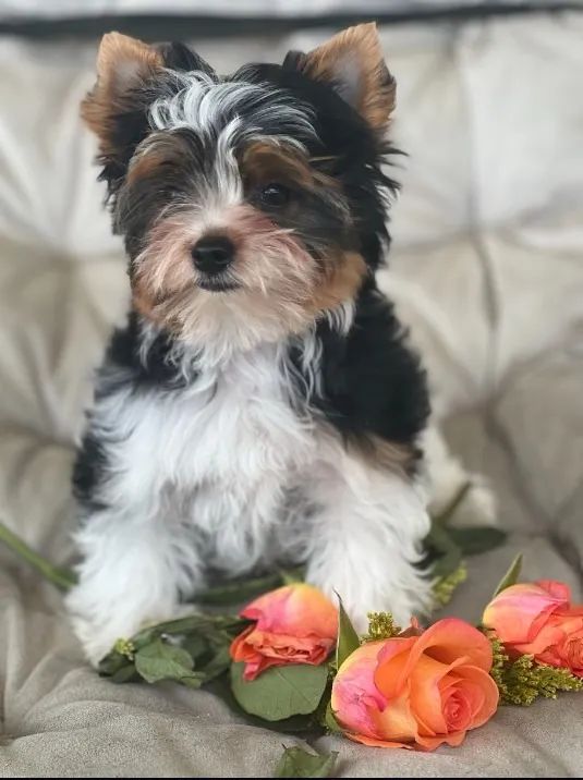 Biewer York. Terrier com pedigree
