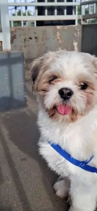 Shih Tzu Fofo e dócil ( um aninho) - Foto 4