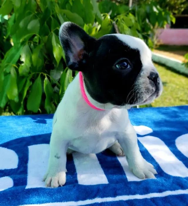 Bulldog Francês pirata/tigrado/fulvo/branco - Foto 4