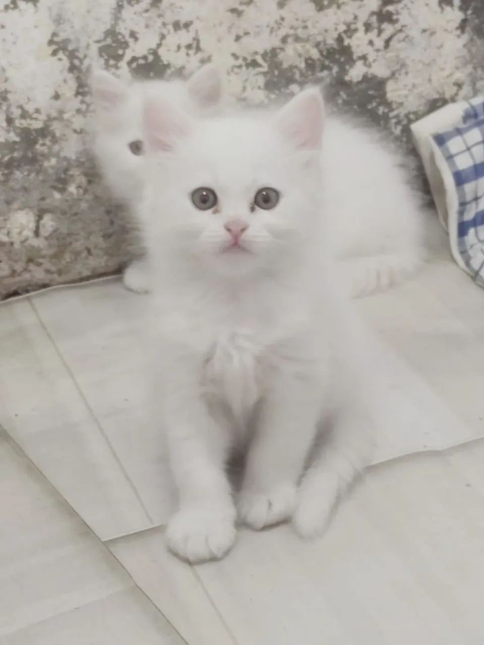 Angorás Fêmeas! - Foto 4