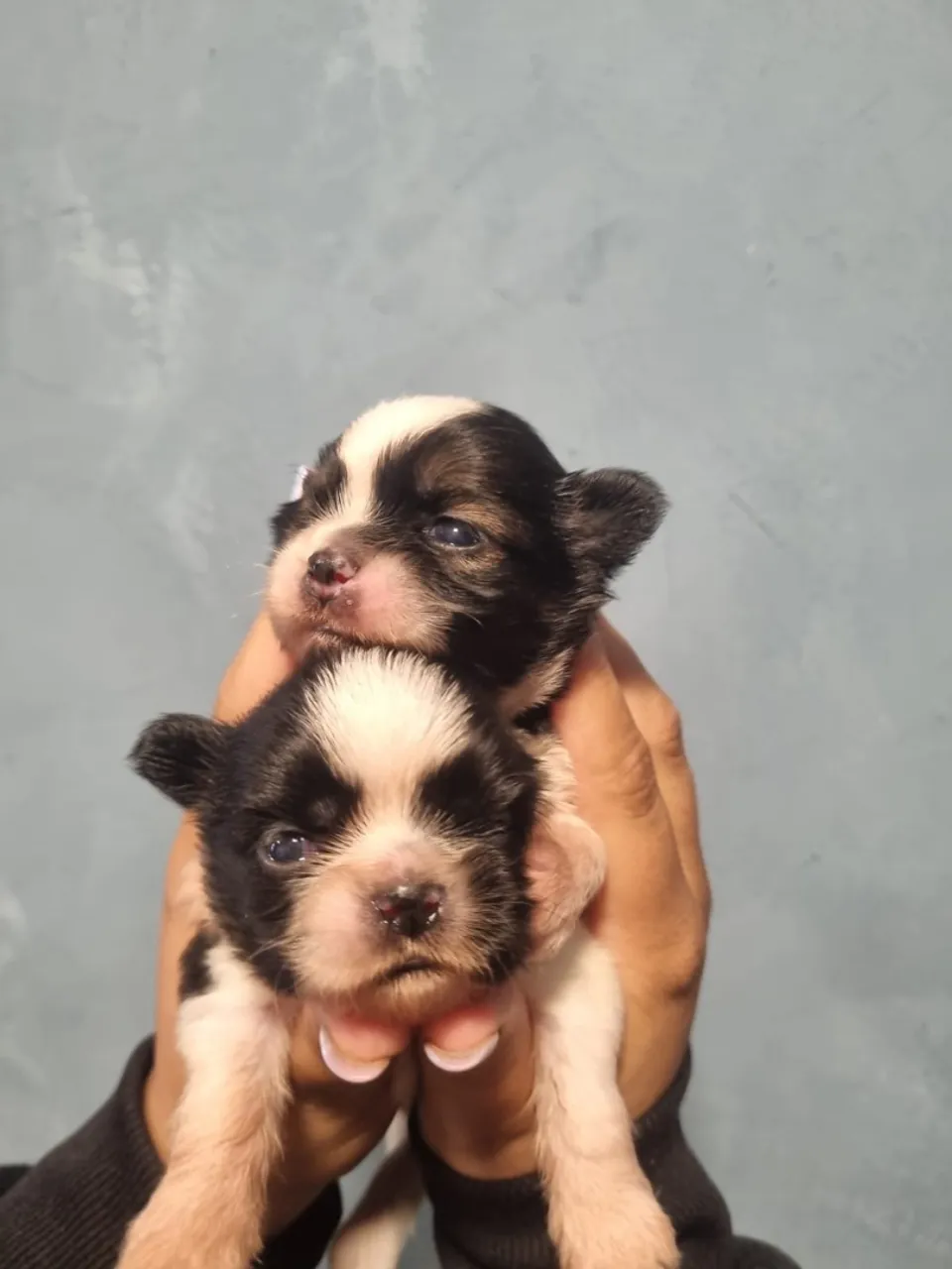 Filhotes de Shih Tzu