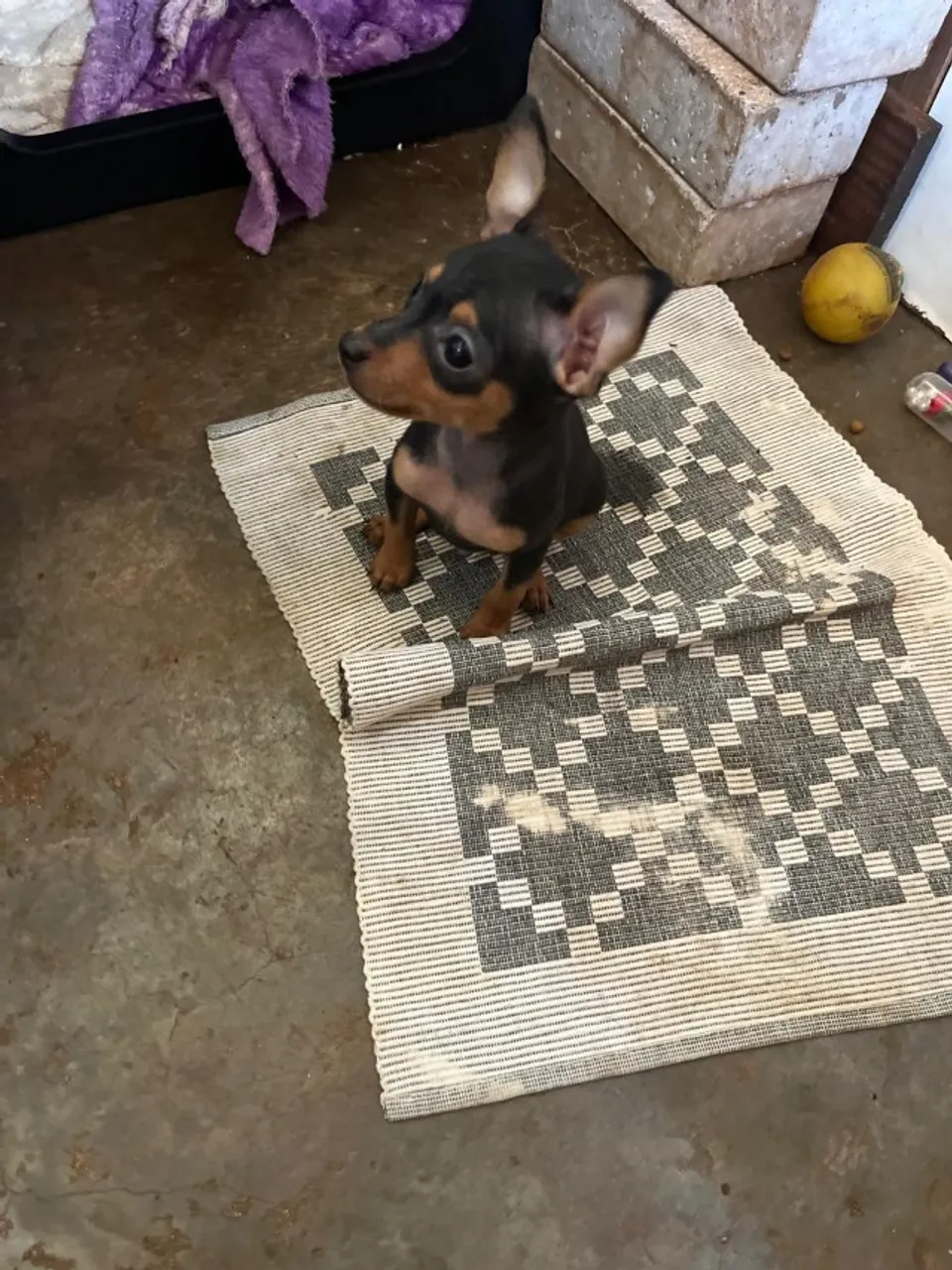 Filhote Pinscher 0
