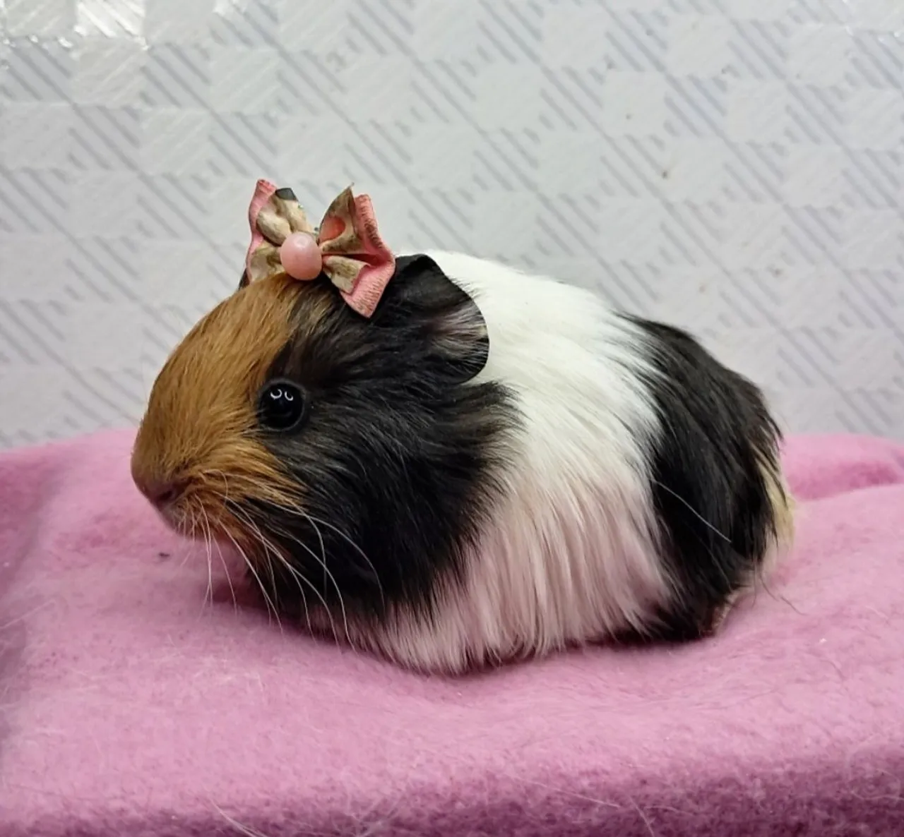Porquinha fêmea sheltie