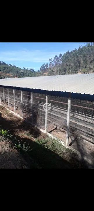 Galpão granja semi automático 