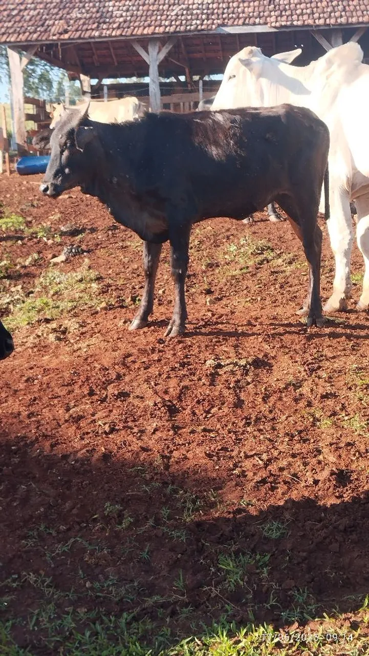 Bezerra Anelorada e bezerro texano