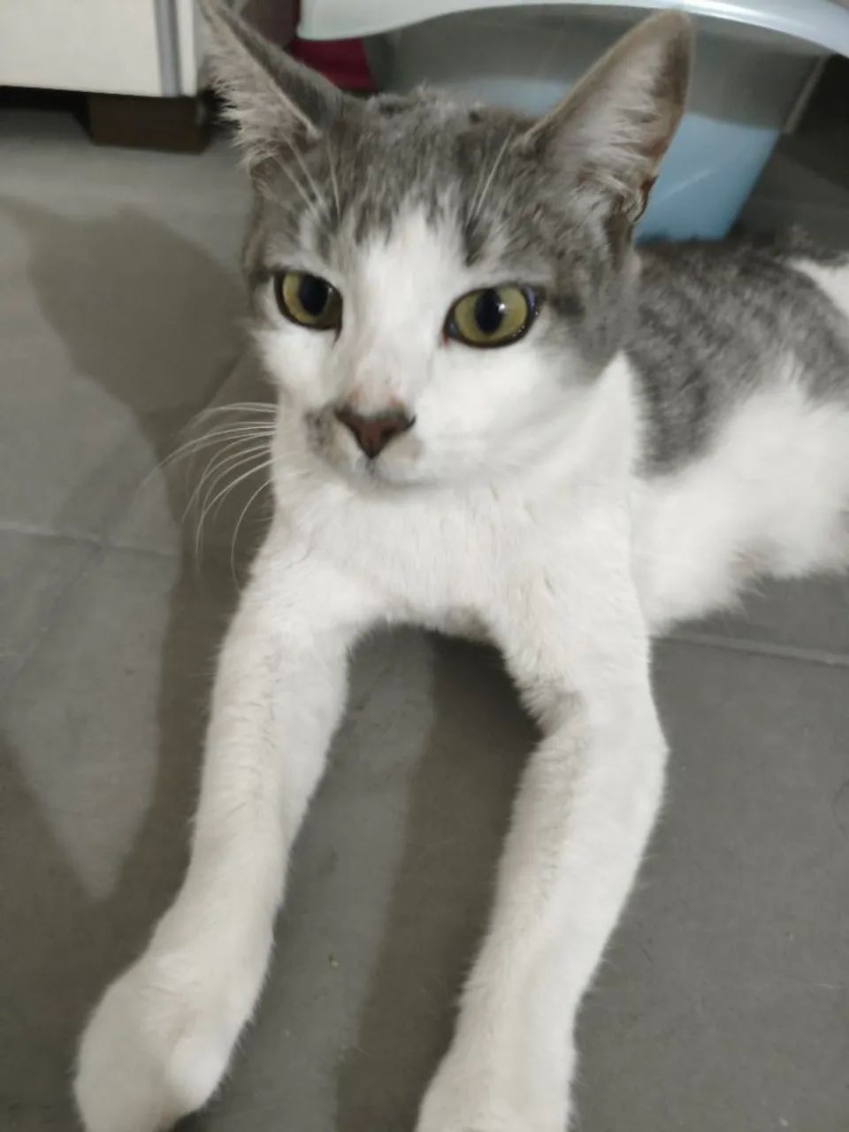 Gatinhos lindos adoção responsável  - Foto 6