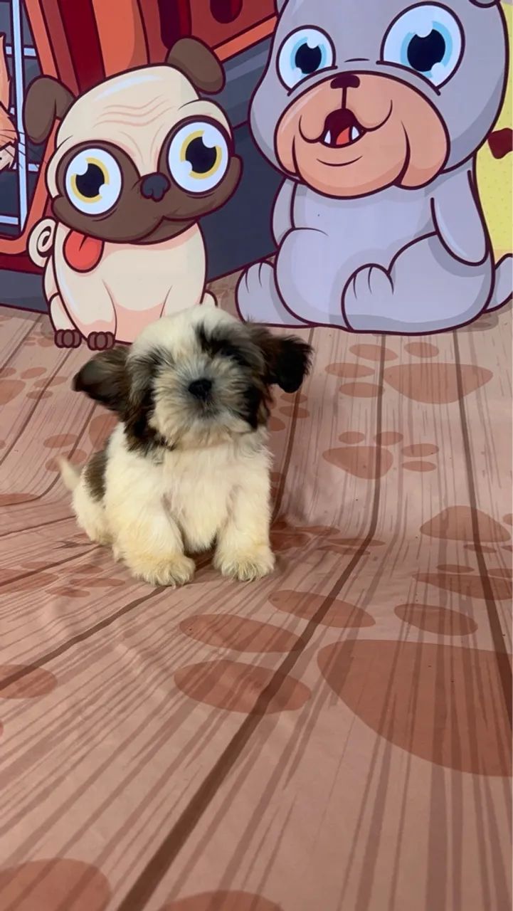 *Filhote de Shih Tzu* - Foto 2