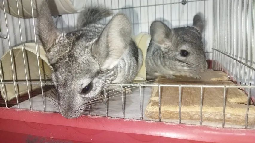 2 chinchilas com gaiola 