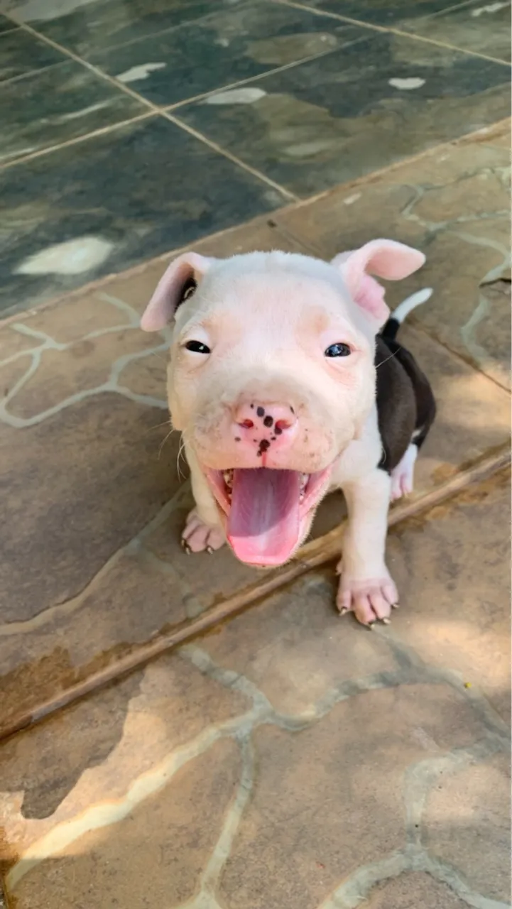 Filhote de American Staffordshire Terrier