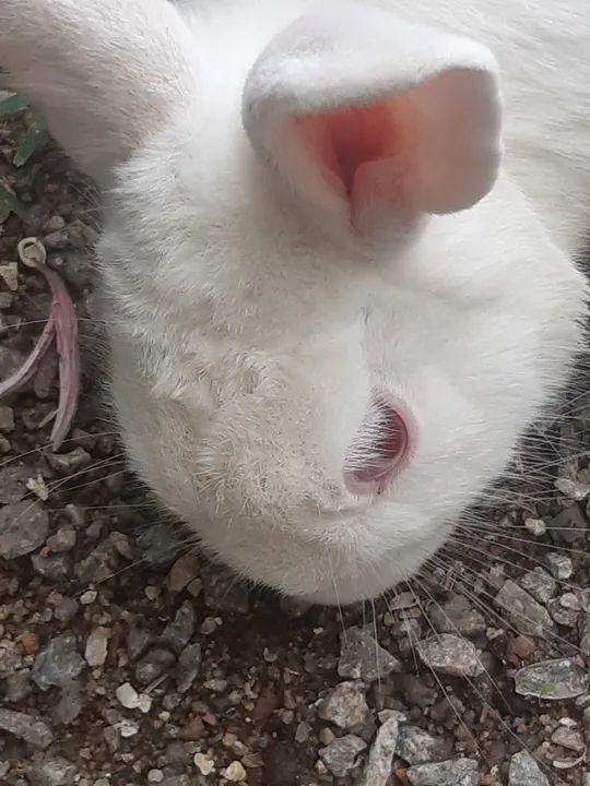 Coelho ,macho - Foto 2