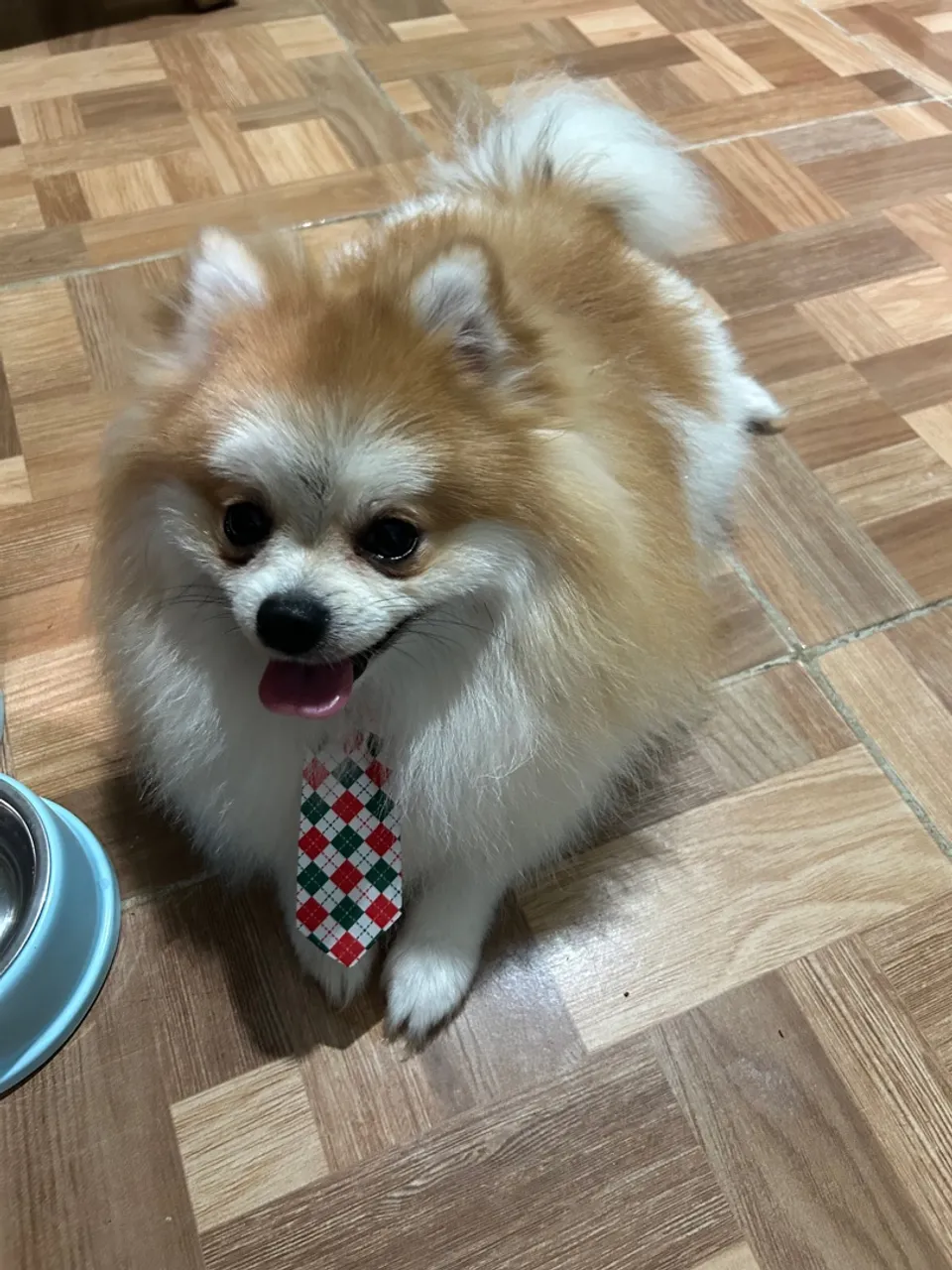 Lulu da Pomerânia Macho para cruzar!