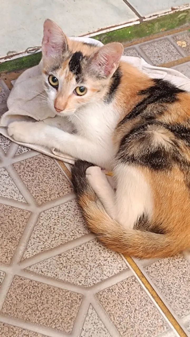 Gatinha tricolor  - Foto 4