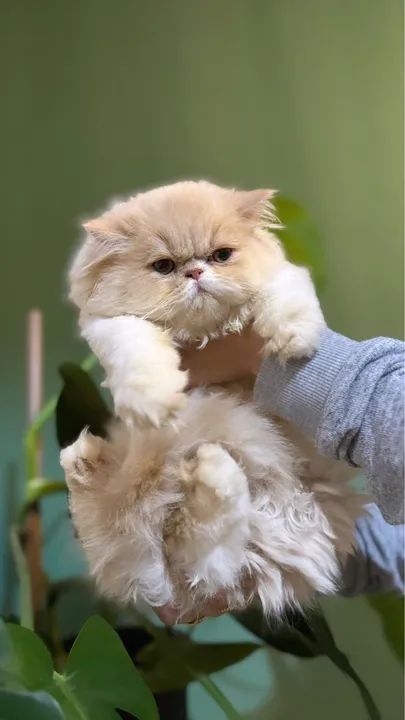 Persa e exótico  - Foto 4