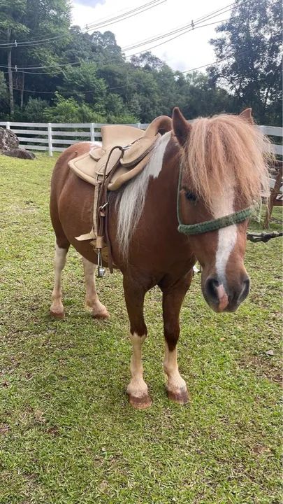 Pônei macho tubiano - Foto 3