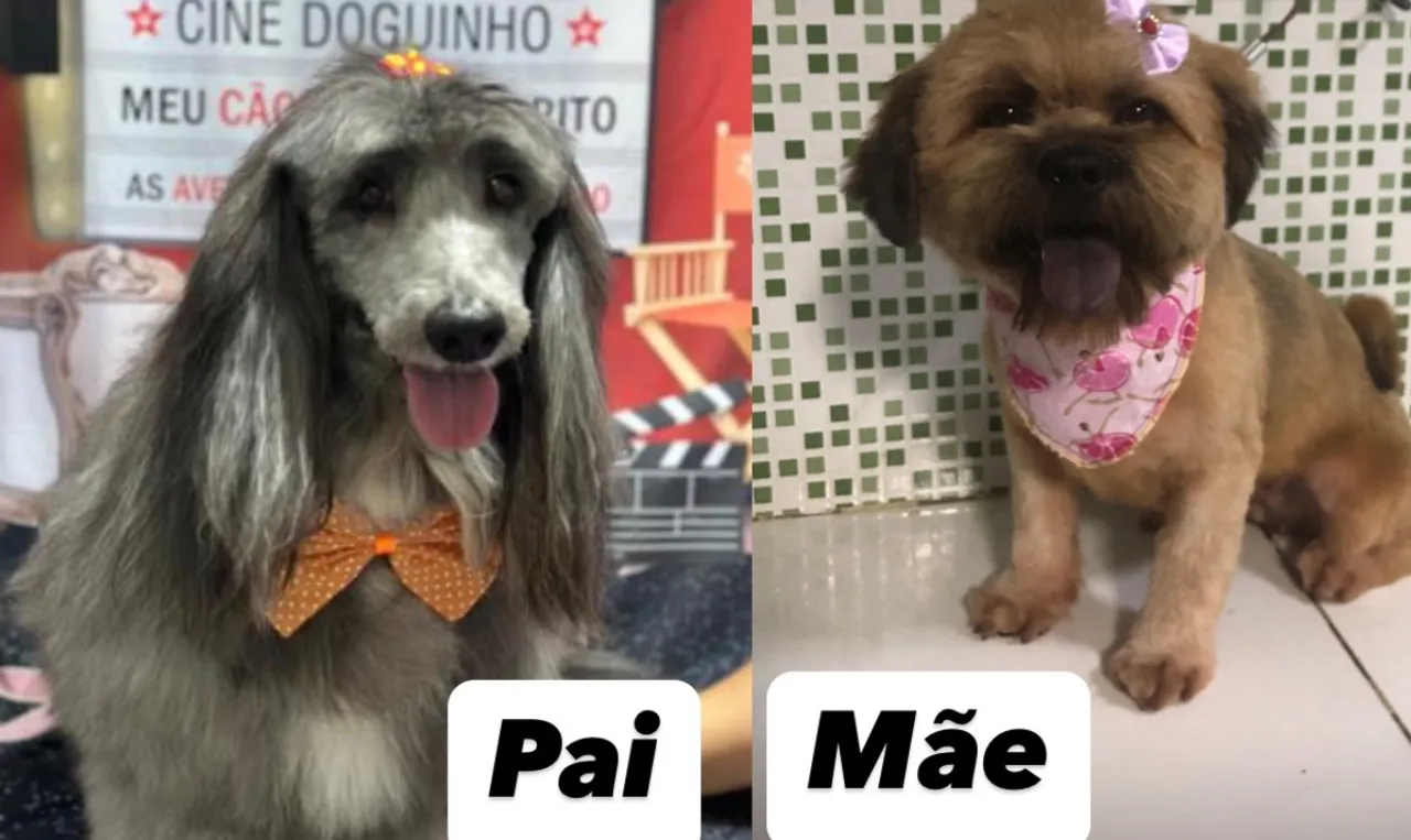 Filhotes de Shih Tzu